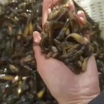 黄骨鱼