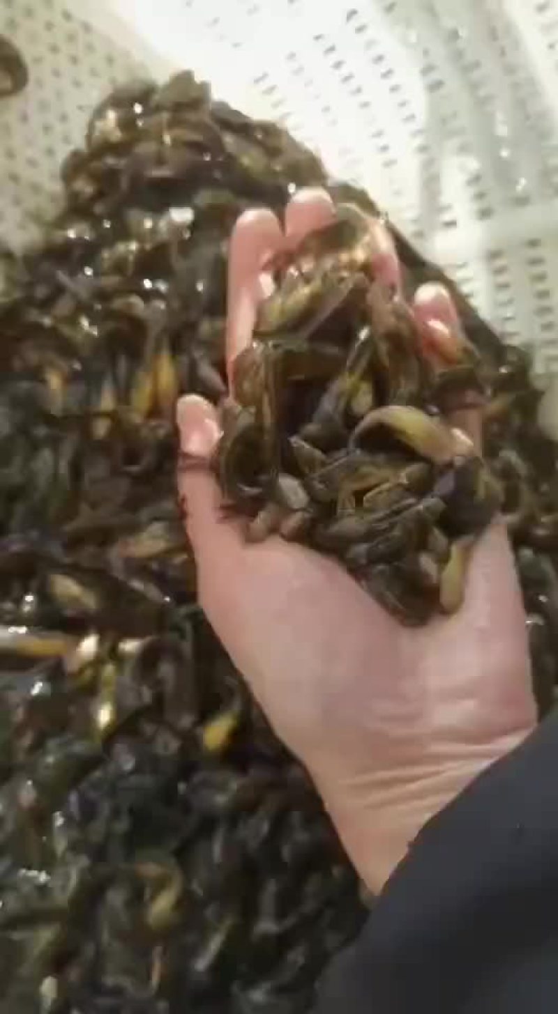 黄骨鱼