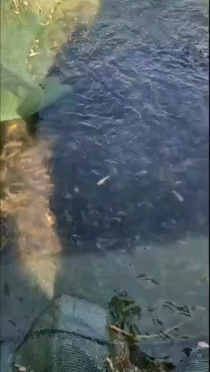 黄骨鱼