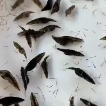 （鳜鱼）