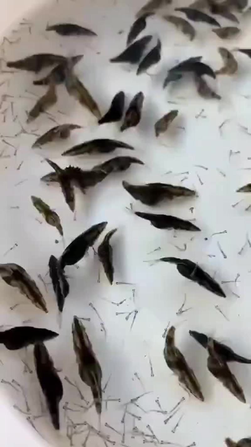 （鳜鱼）