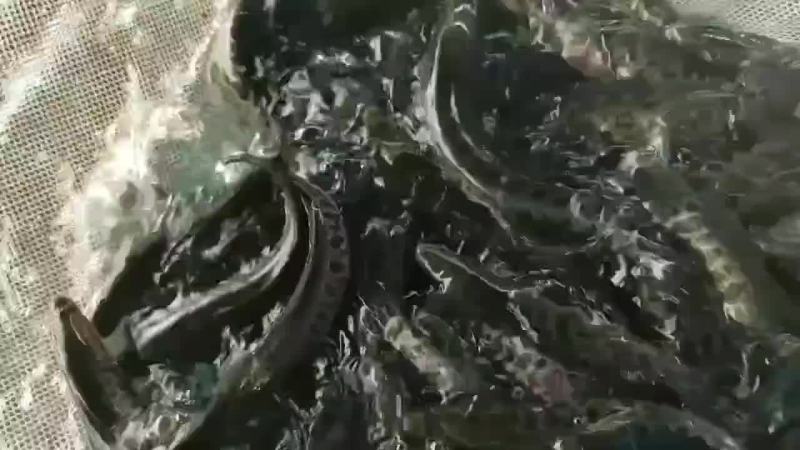 黑鱼苗