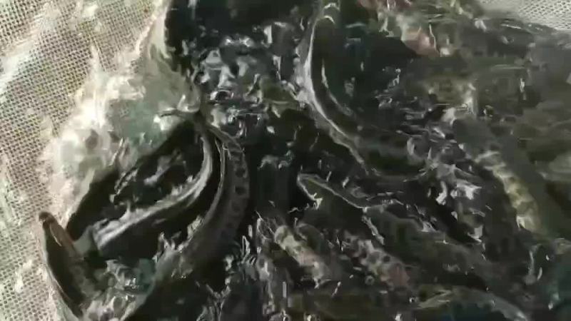 黑鱼苗