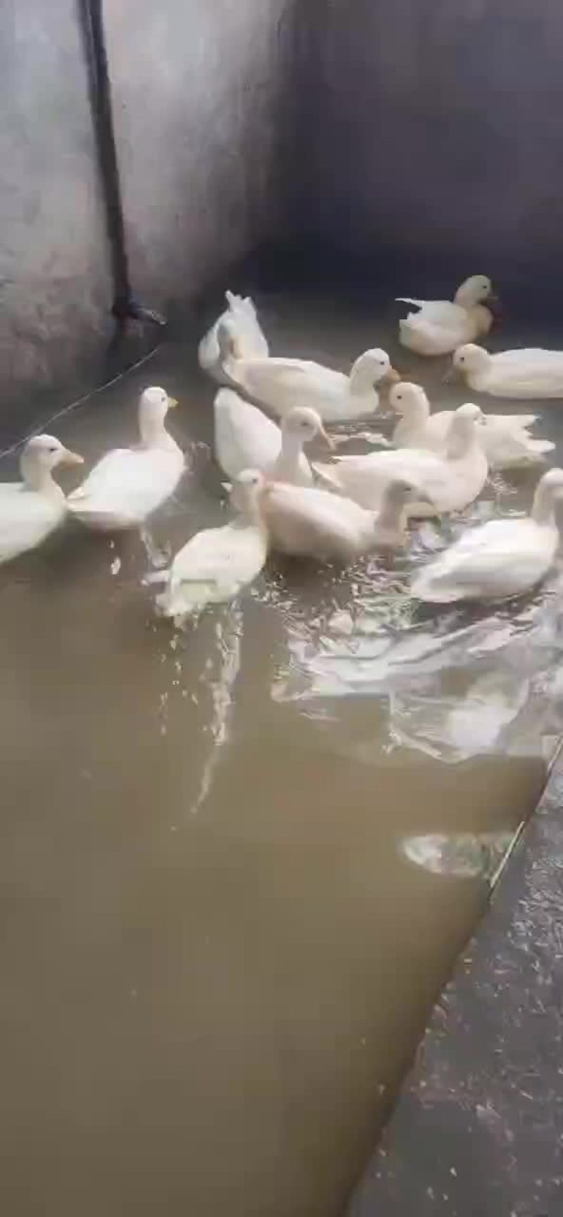 大量科尔鸭到货，可租，可售