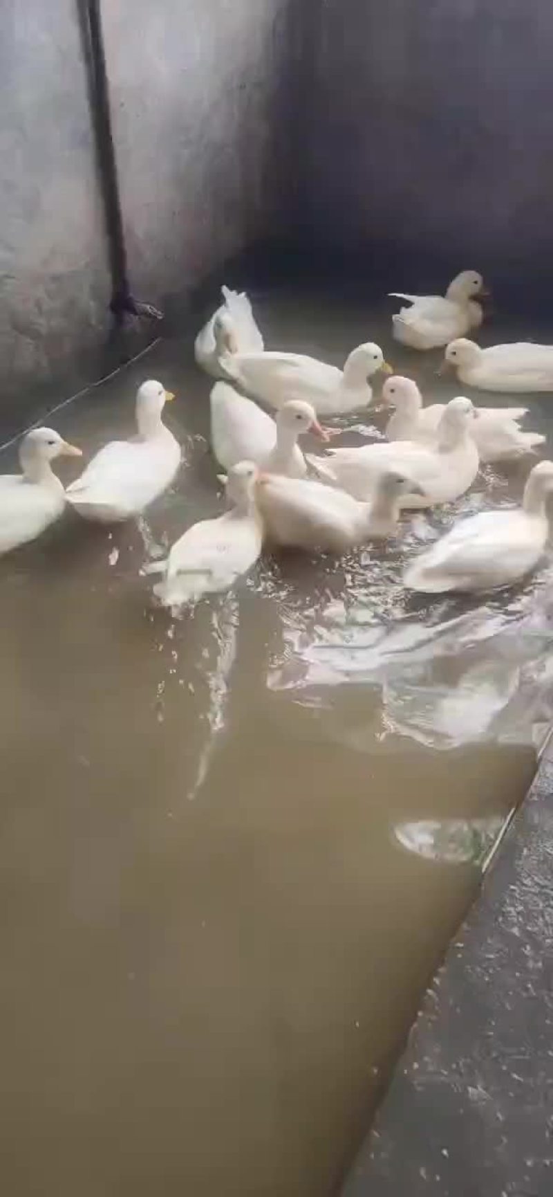 大量科尔鸭到货，可租，可售