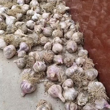 鲜大蒜，紫皮洋葱，灰灰菜，