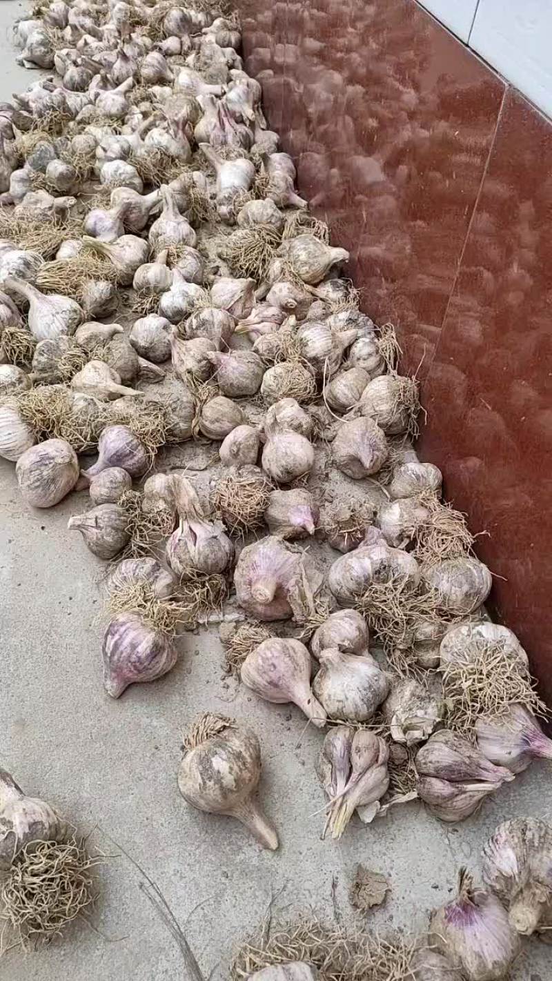 鲜大蒜，紫皮洋葱，灰灰菜，