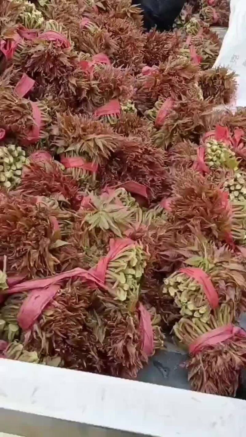 鲜大蒜，紫皮洋葱，灰灰菜，