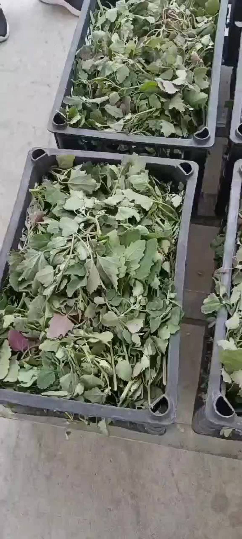 鲜大蒜，紫皮洋葱，灰灰菜，