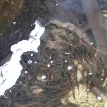 红尾副鳅