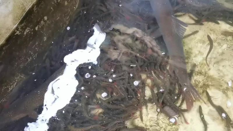 红尾副鳅