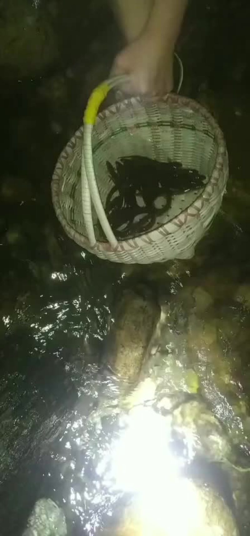 红尾副鳅