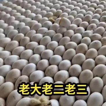 鹅雏