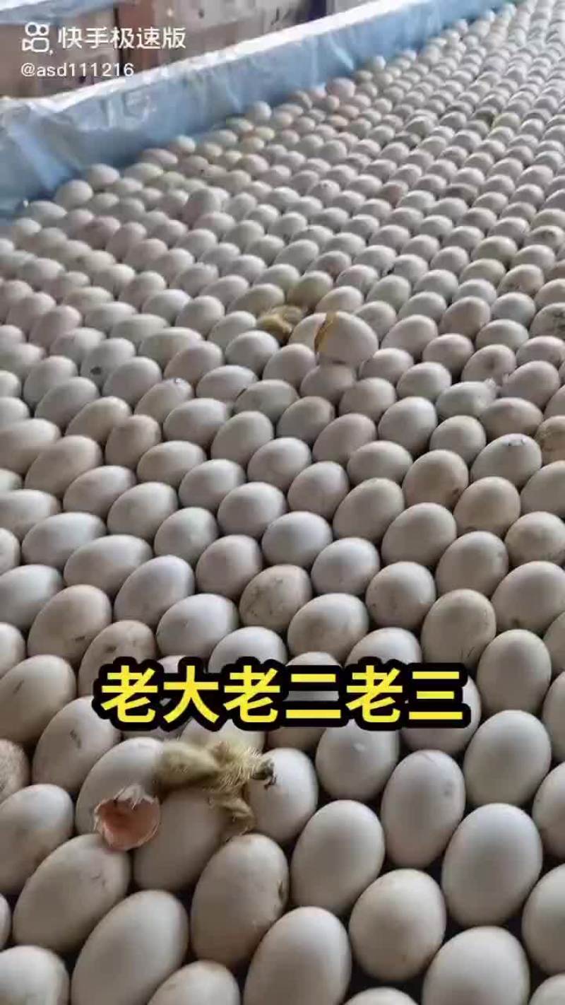 鹅雏