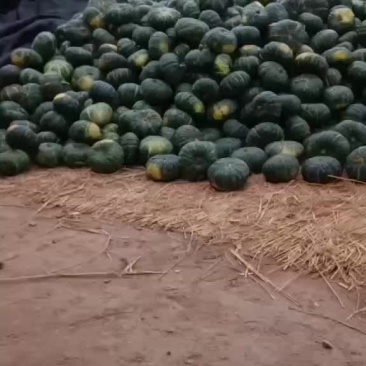 板栗南瓜大量有货要的联系