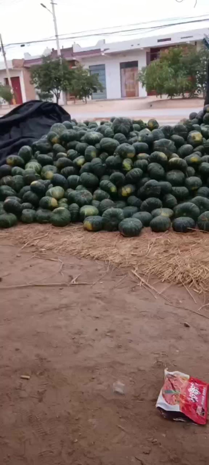 板栗南瓜大量有货要的联系