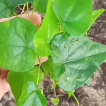 千金藤千金藤苗广东广西千金藤