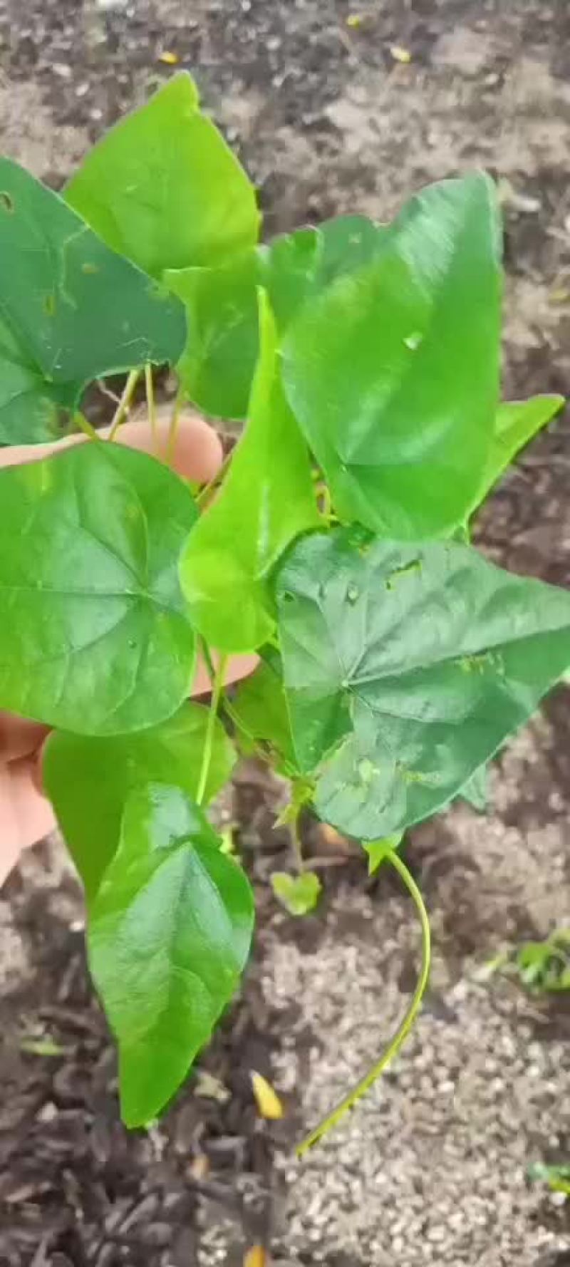 千金藤千金藤苗广东广西千金藤