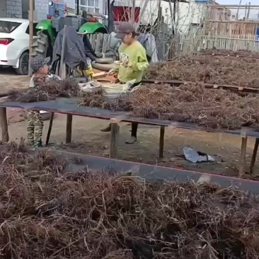 东北野生威灵仙