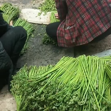 蕨菜