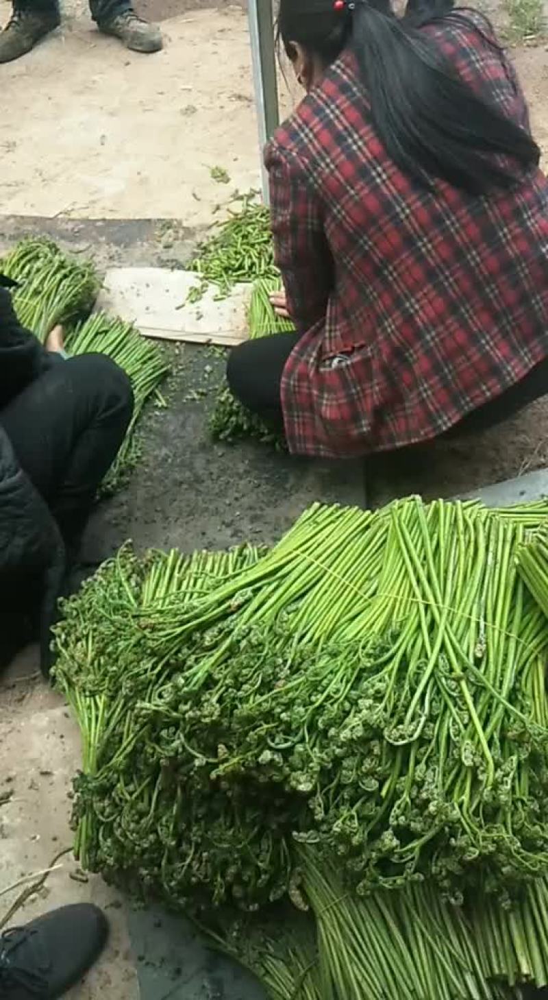 蕨菜