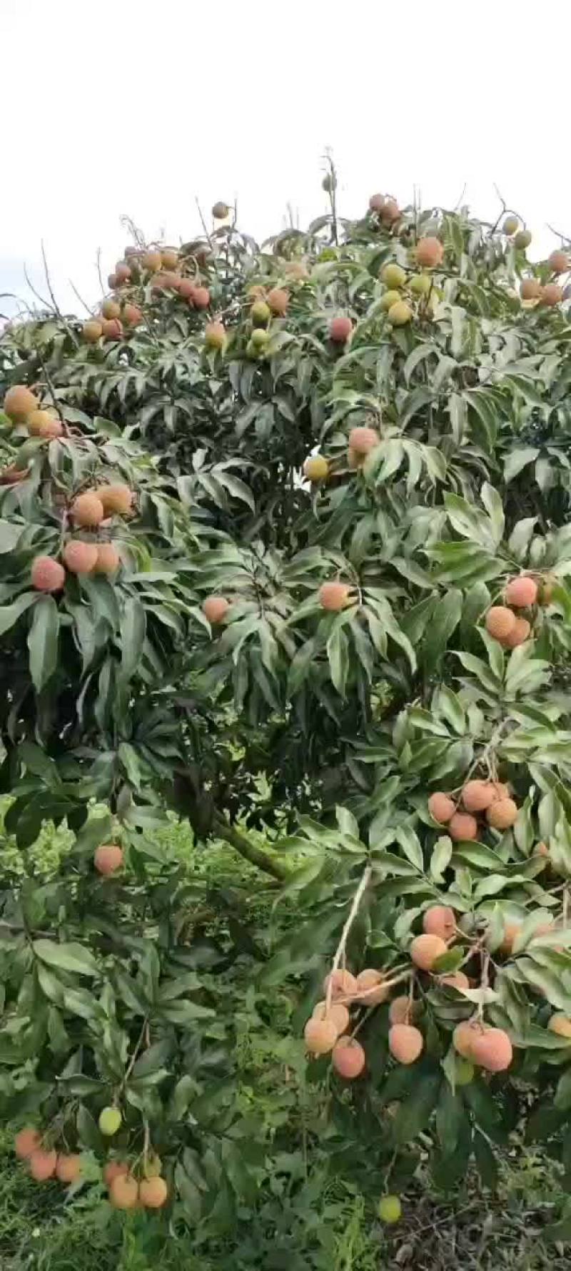白糖罂精品上市