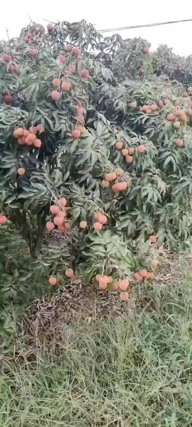 白糖罂精品上市