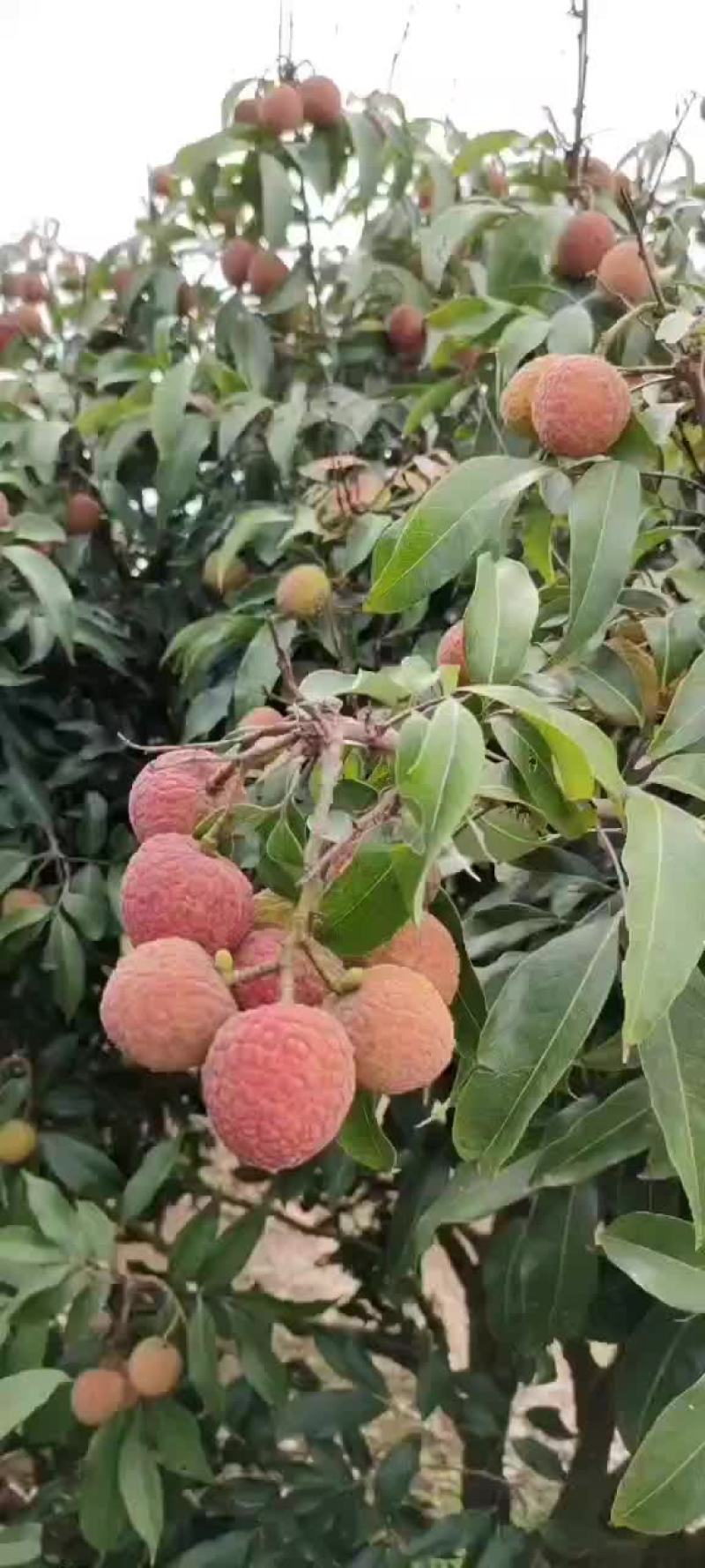 白糖罂精品上市