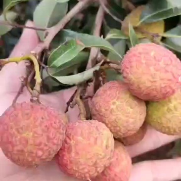 白糖罂精品上市