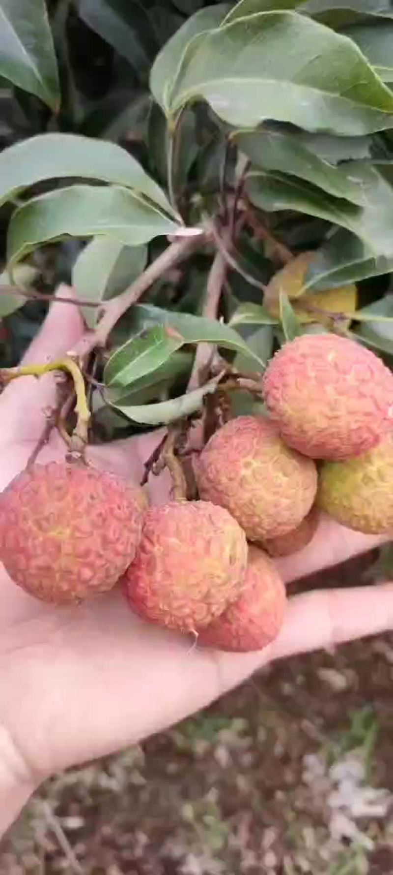 白糖罂精品上市