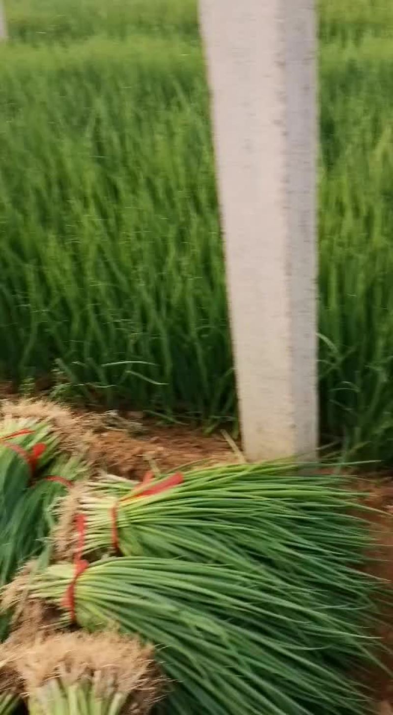 5月15号，基地葱苗继续发货