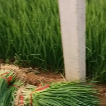 5月15号，基地葱苗继续发货