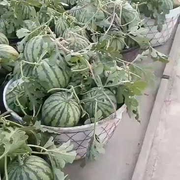 西瓜