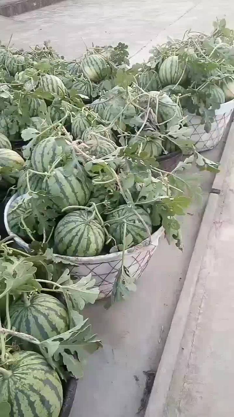 西瓜