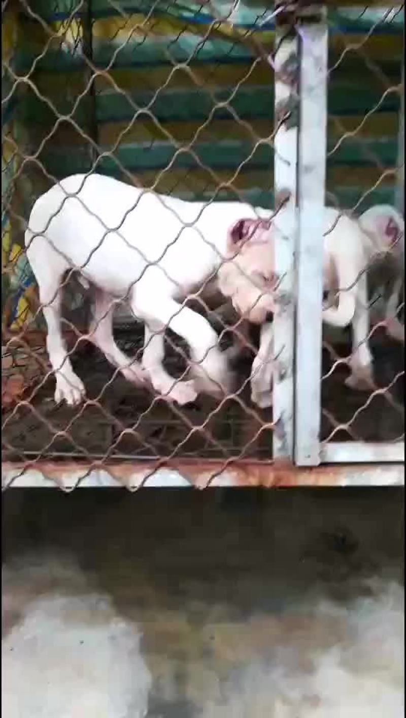 出售：杜高犬幼犬，包健康，包纯种，全国包邮