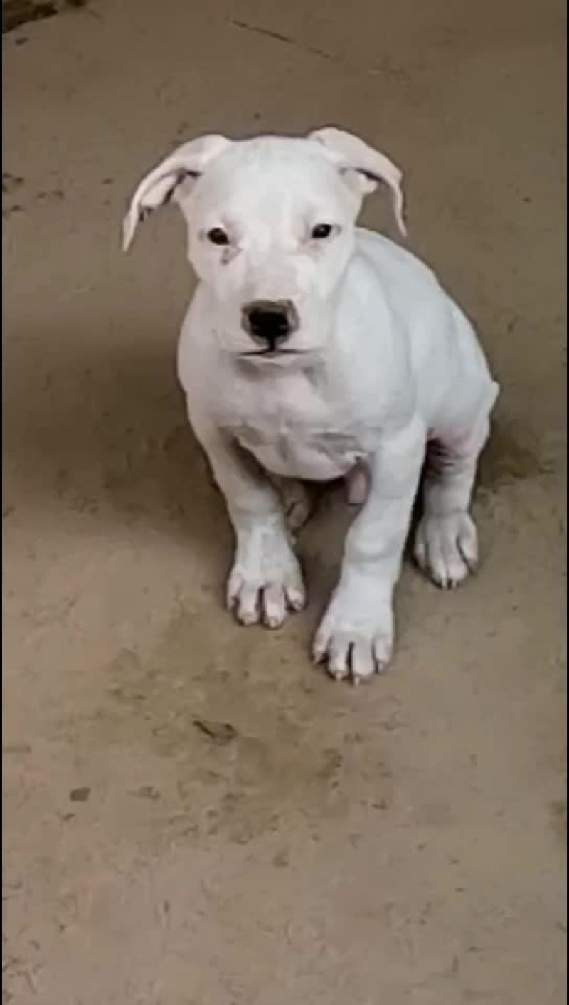 出售：杜高犬幼犬，包健康，包纯种，全国包邮