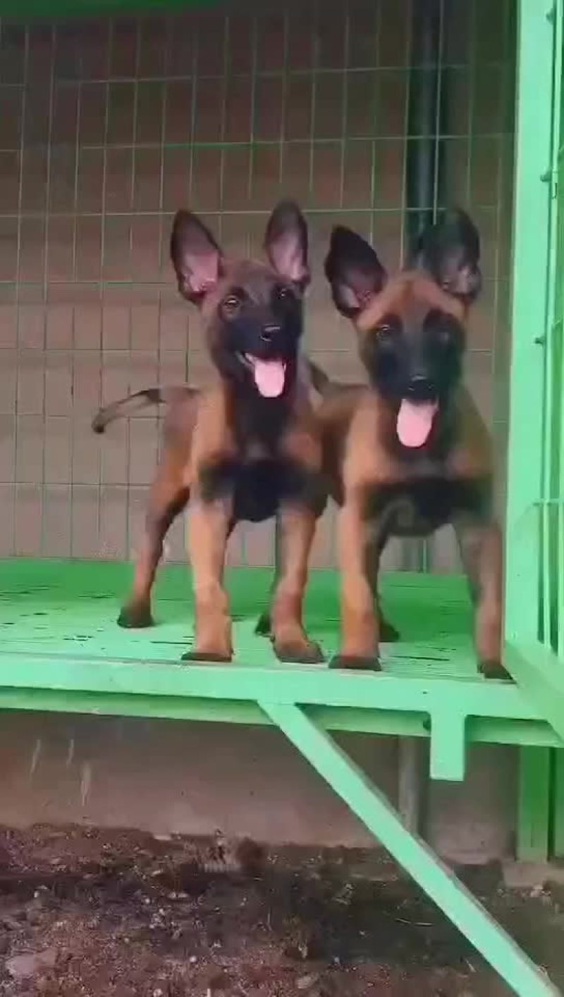 出售：杜高犬幼犬，包健康，包纯种，全国包邮