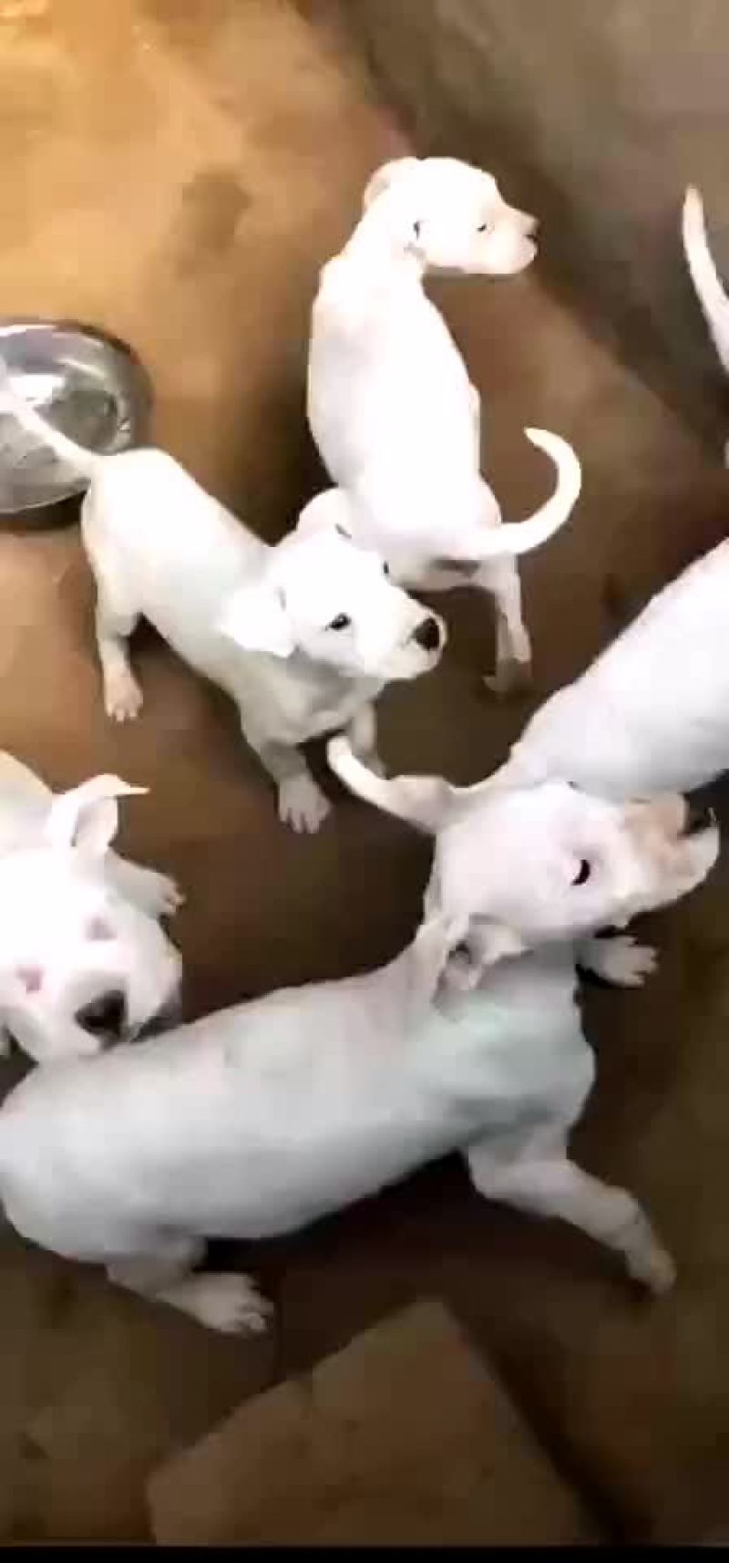 出售：杜高犬幼犬，包健康，包纯种，全国包邮