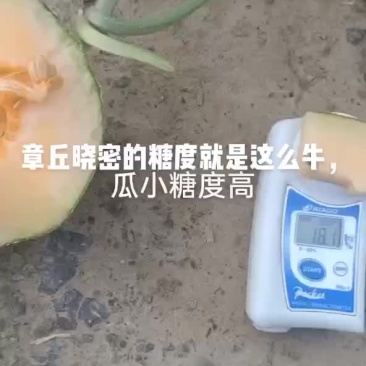 哈密瓜大量上市
