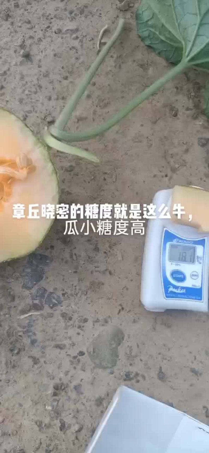 哈密瓜大量上市