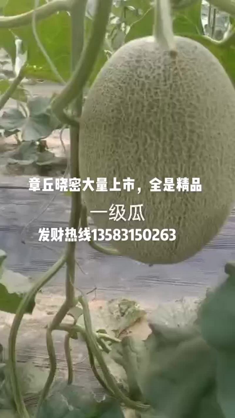 哈密瓜大量上市