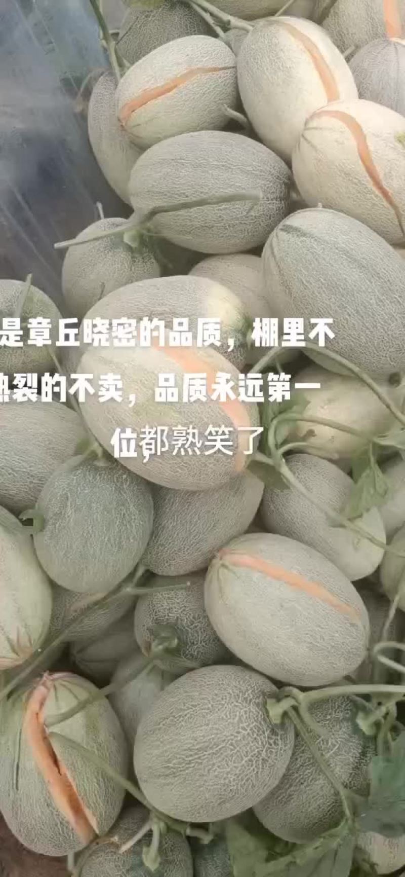 哈密瓜大量上市