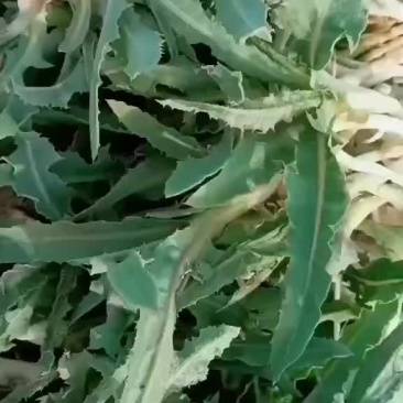 野苦菜