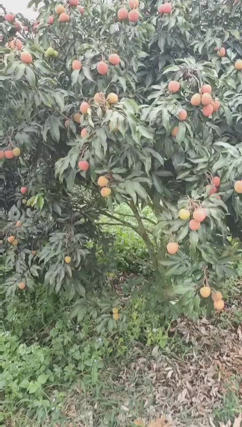 白糖罂精品上市