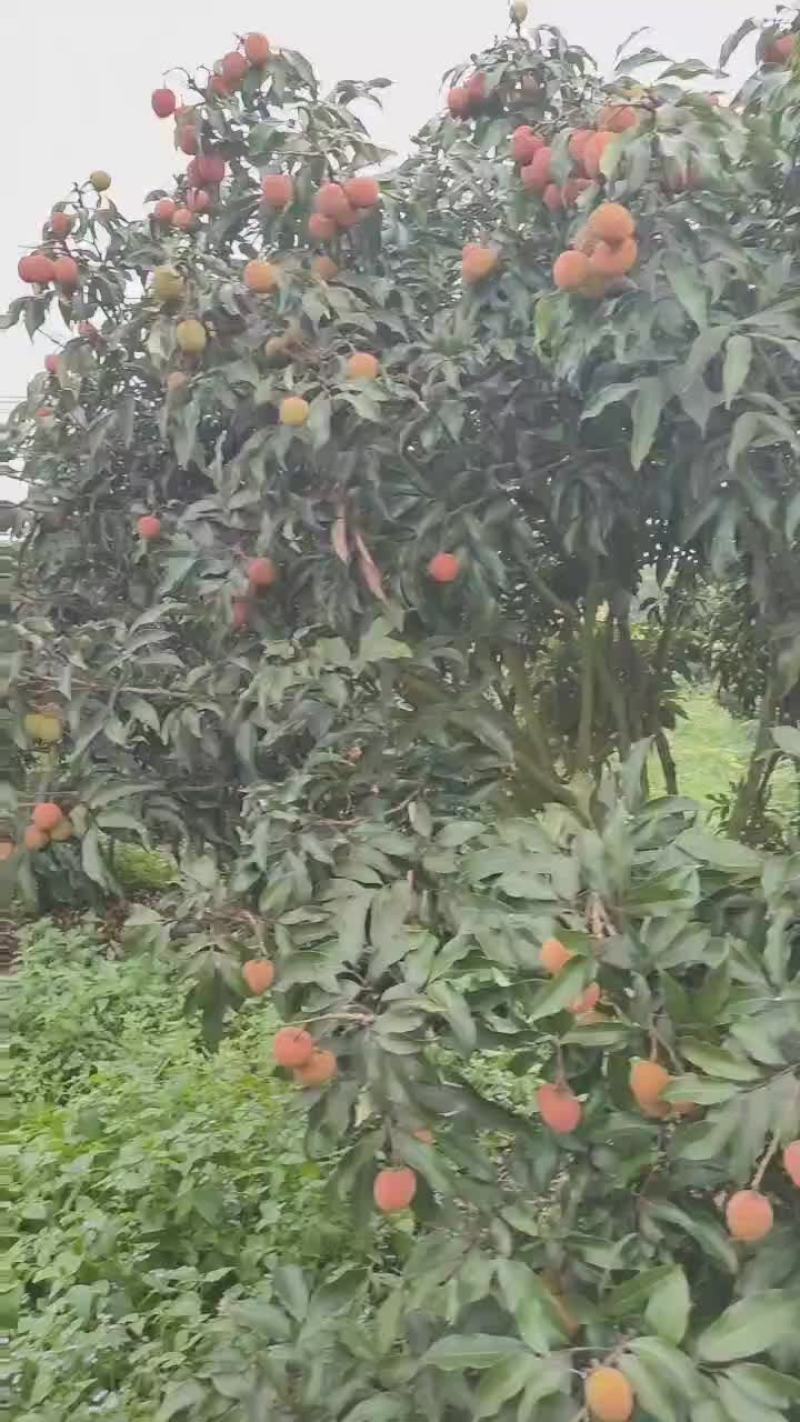 白糖罂精品上市