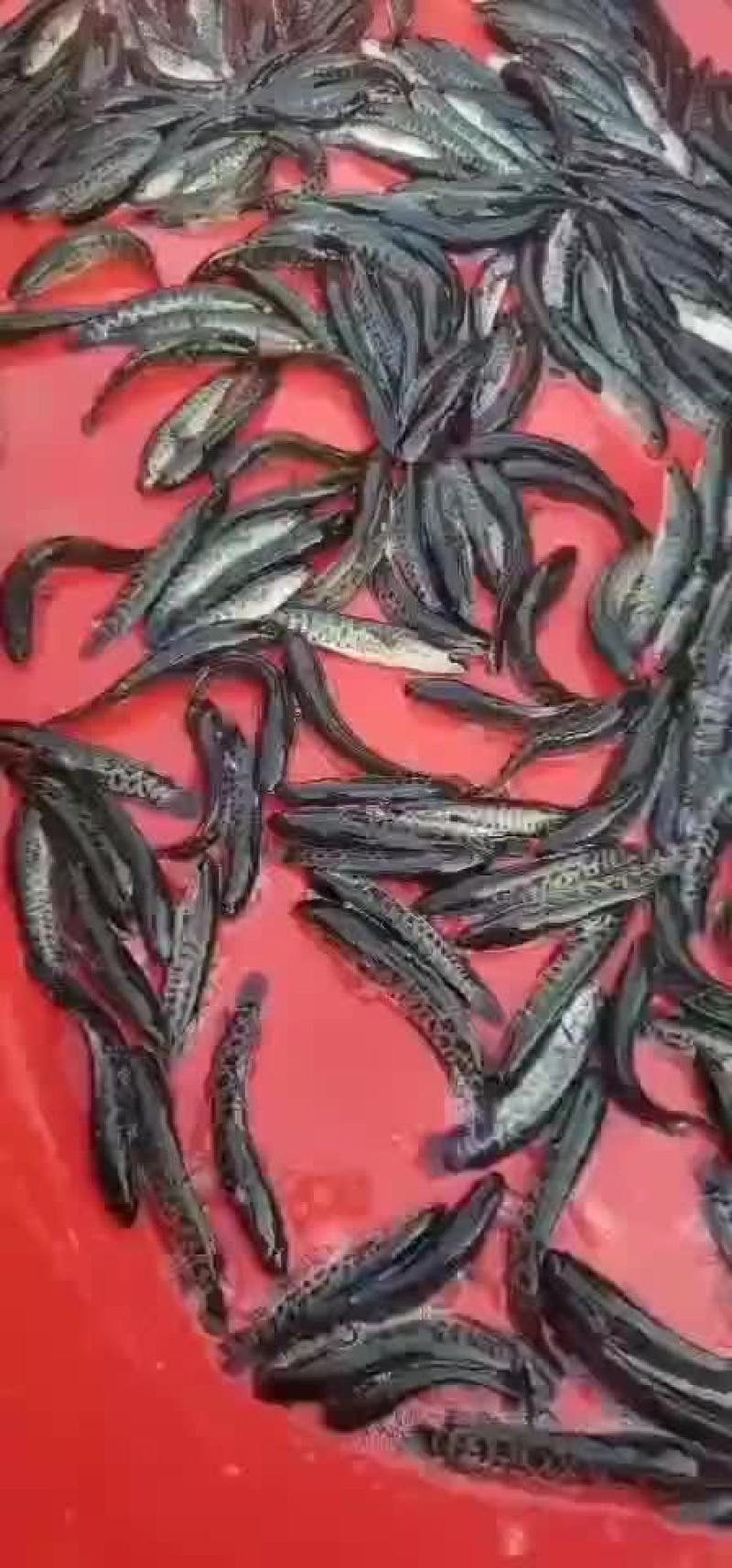 黑鱼苗