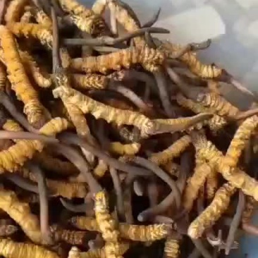 新鲜冬虫夏草刚刷泥
