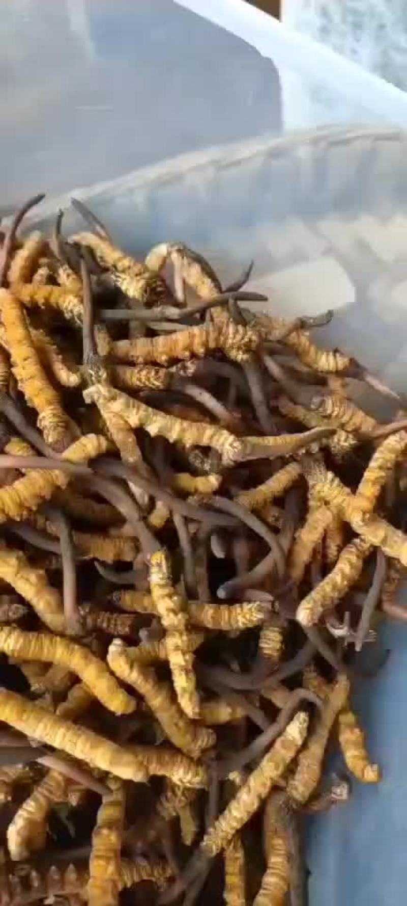 新鲜冬虫夏草刚刷泥