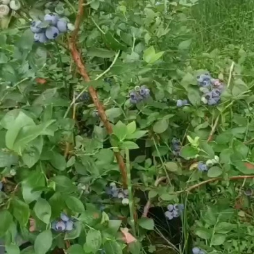 蓝莓
