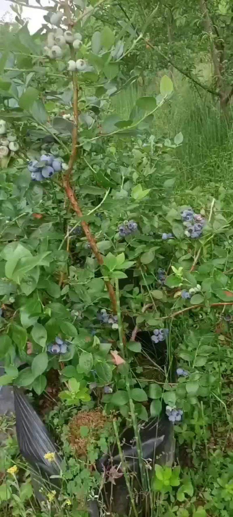 蓝莓
